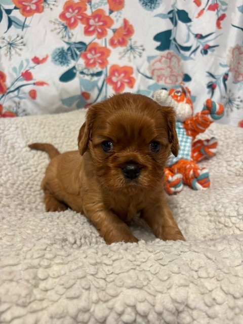 Des Sentiers du Perche - Chiots disponibles - Cavalier King Charles Spaniel