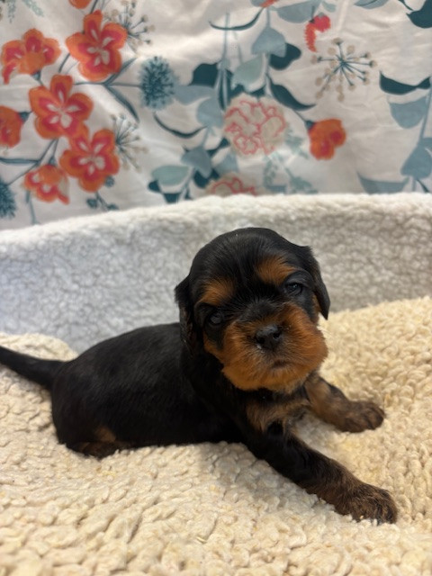 Chiot Cavalier King Charles Spaniel Des Sentiers du Perche