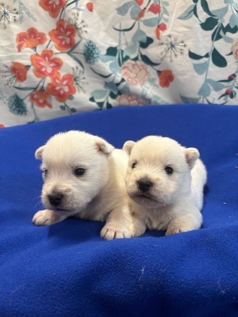 Des Sentiers du Perche - Chiots disponibles - West Highland White Terrier