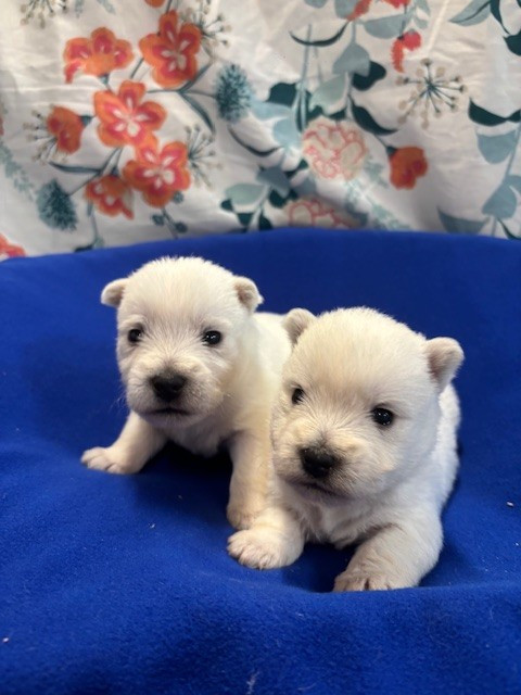Des Sentiers du Perche - Chiots disponibles - West Highland White Terrier