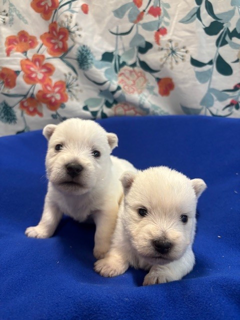 Des Sentiers du Perche - Chiots disponibles - West Highland White Terrier