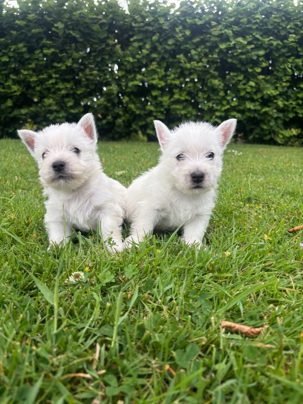 Des Sentiers du Perche - Chiots disponibles - West Highland White Terrier