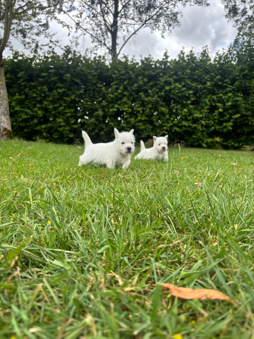 Des Sentiers du Perche - Chiots disponibles - West Highland White Terrier