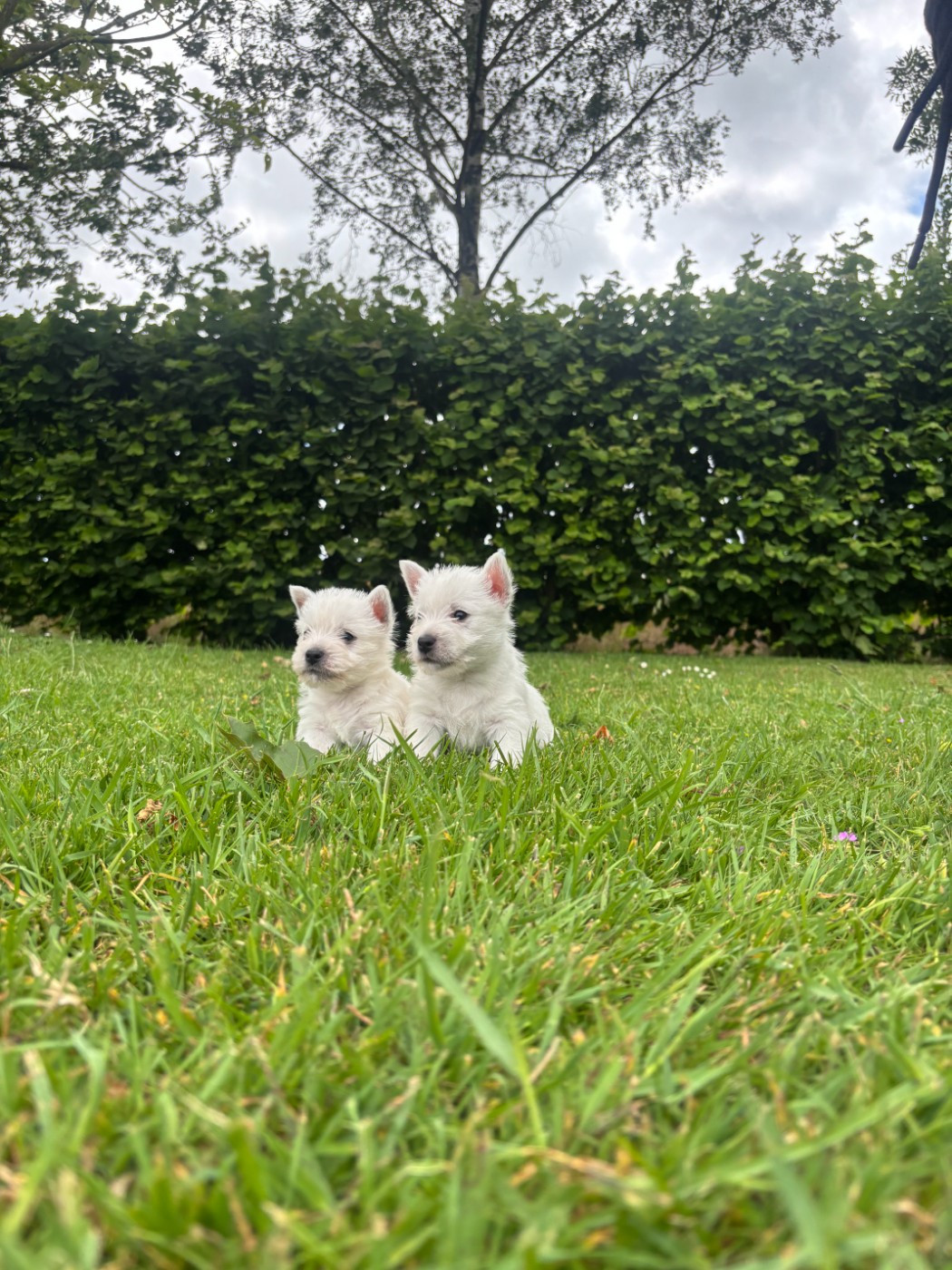 Des Sentiers du Perche - West Highland White Terrier - Portée née le 26/04/2026