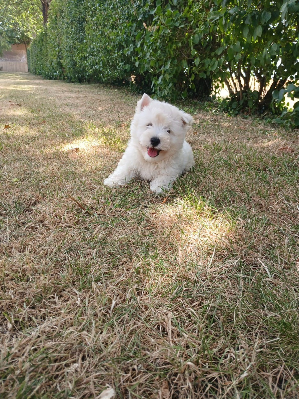Des Sentiers du Perche - Chiots disponibles - West Highland White Terrier