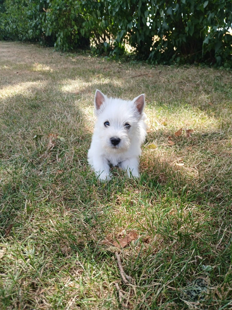 Des Sentiers du Perche - Chiots disponibles - West Highland White Terrier