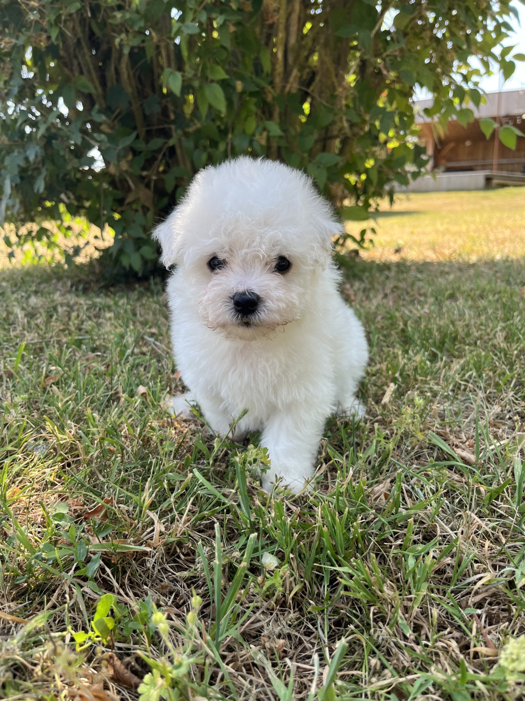 Chiot Bichon Frise Des Sentiers du Perche