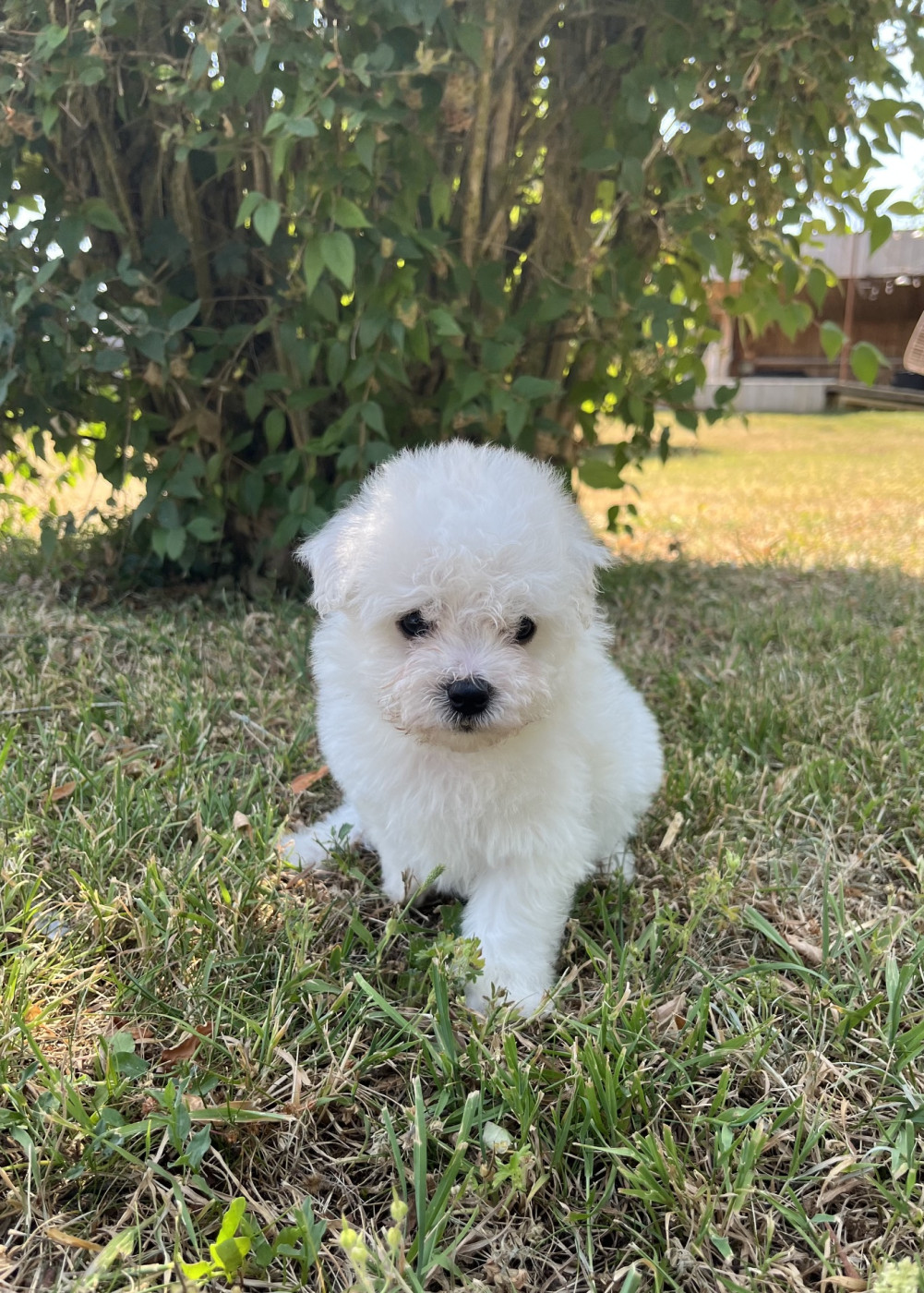 Des Sentiers du Perche - Chiots disponibles - Bichon Frise