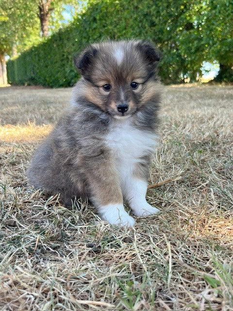 Des Sentiers du Perche - Chiots disponibles - Shetland Sheepdog