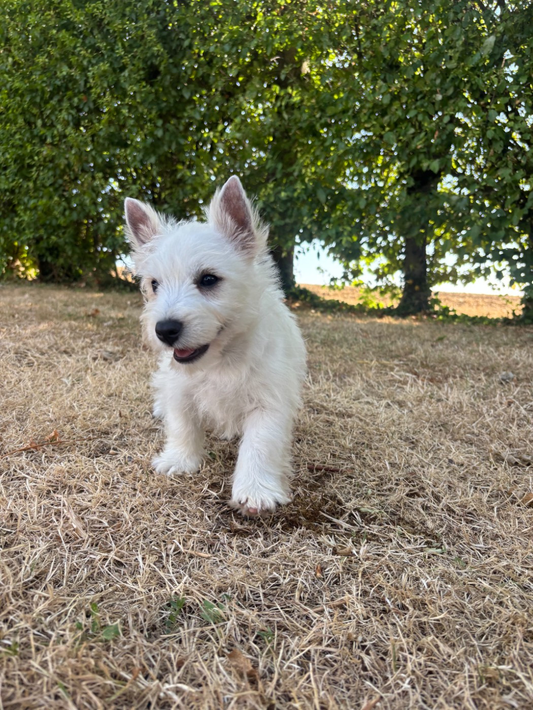 Des Sentiers du Perche - Chiots disponibles - West Highland White Terrier