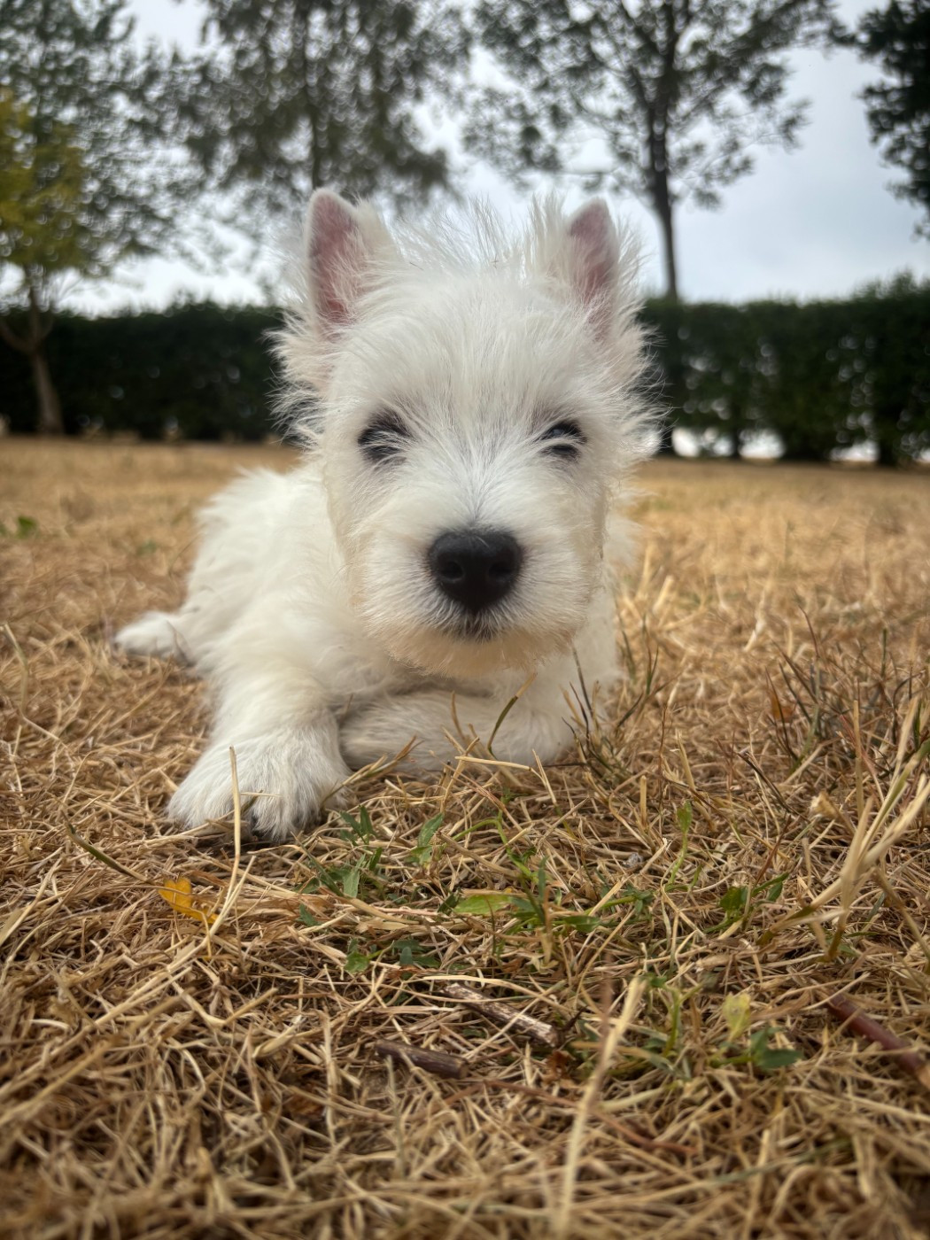 Des Sentiers du Perche - Chiots disponibles - West Highland White Terrier