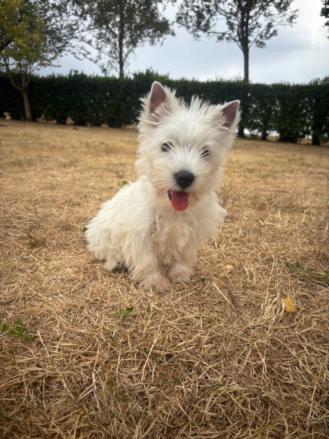 Des Sentiers du Perche - Chiots disponibles - West Highland White Terrier