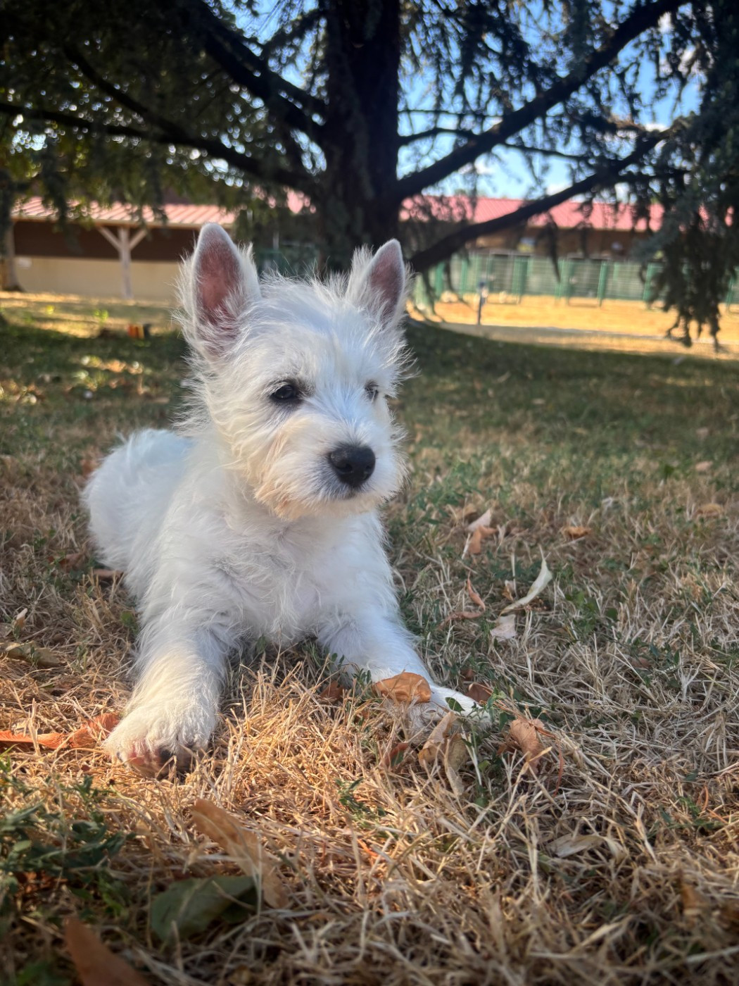 Des Sentiers du Perche - Chiots disponibles - West Highland White Terrier