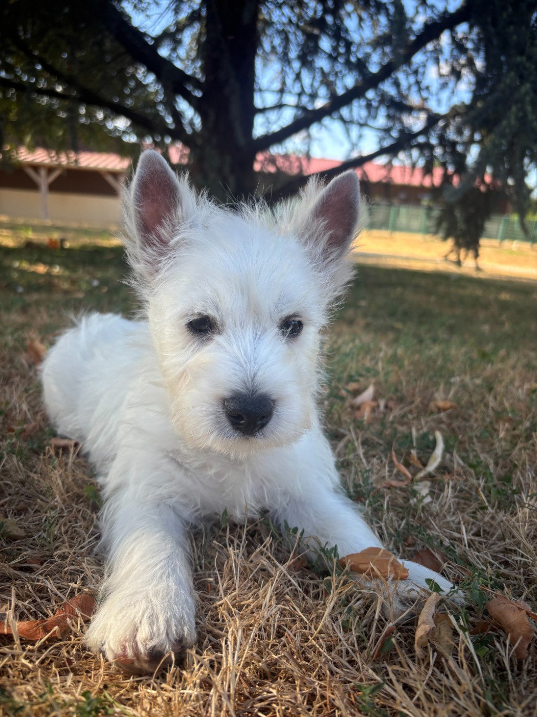 Chiot West Highland White Terrier Des Sentiers du Perche