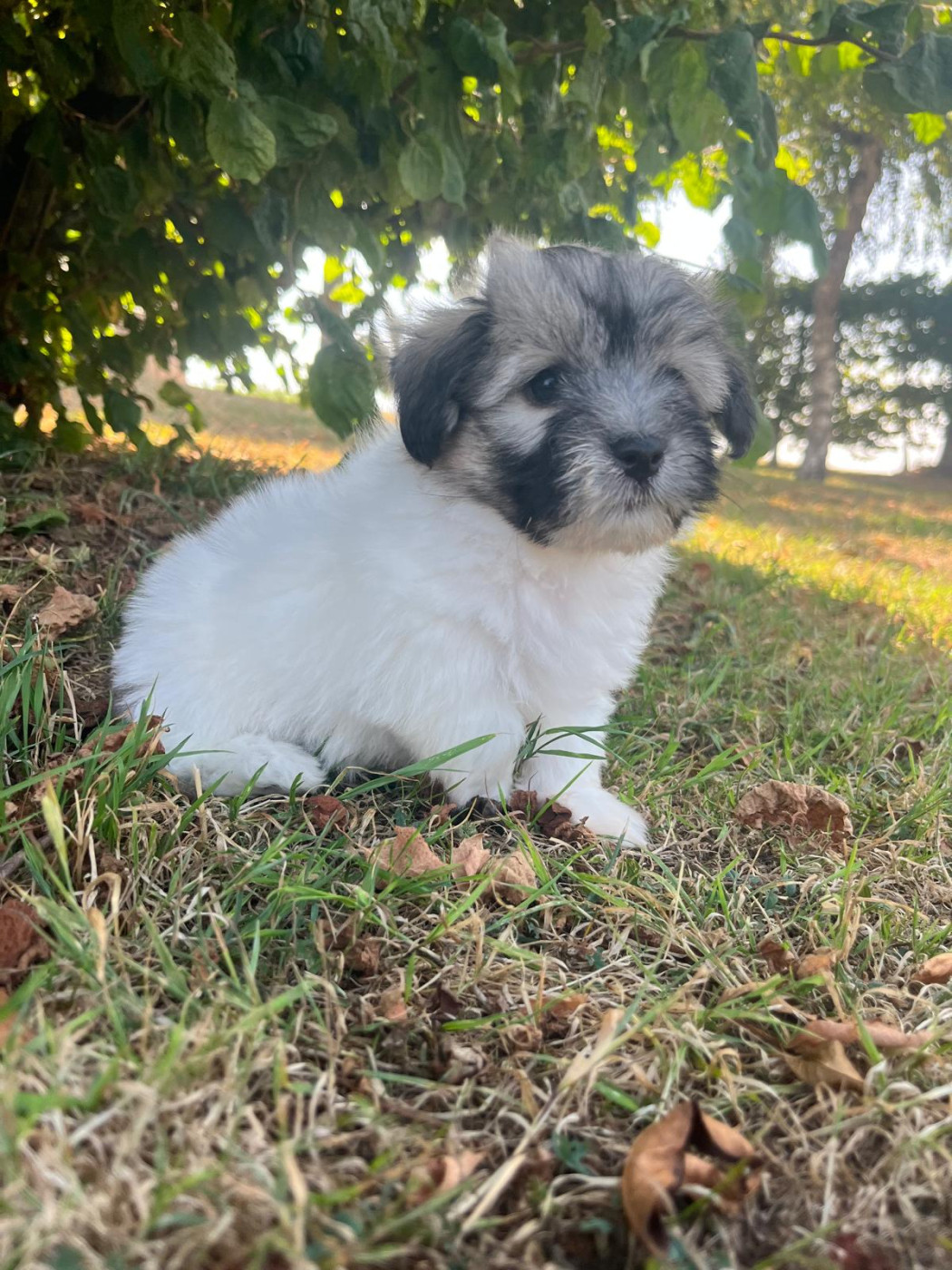 Chiot Coton de Tulear Des Sentiers du Perche