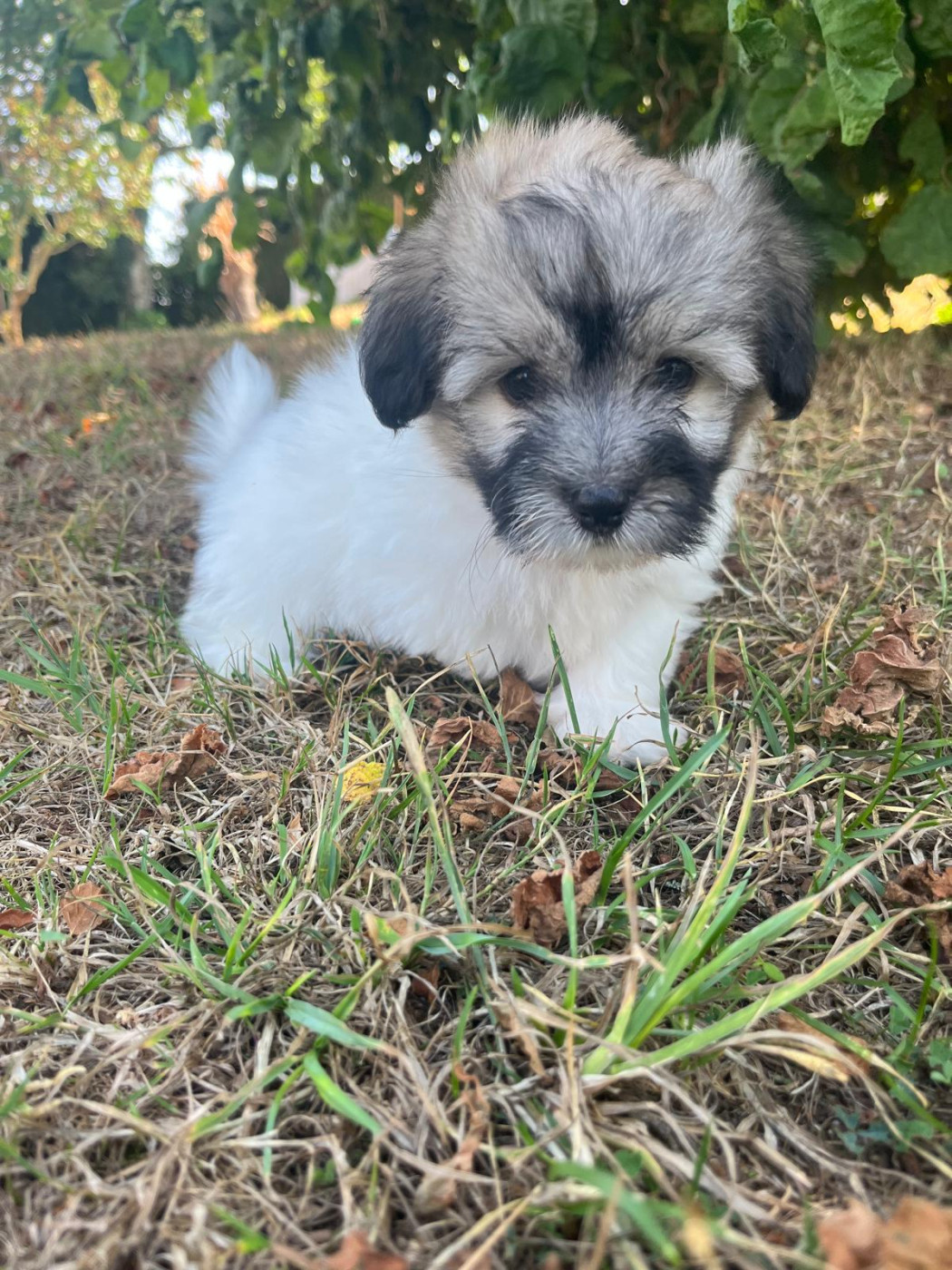 Des Sentiers du Perche - Chiots disponibles - Coton de Tulear