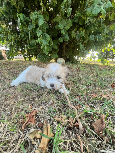 Des Sentiers du Perche - Chiots disponibles - Coton de Tulear