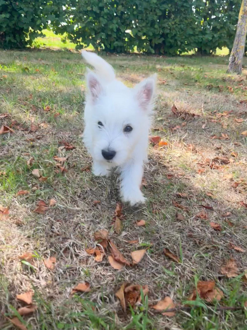 Chiot West Highland White Terrier Des Sentiers du Perche