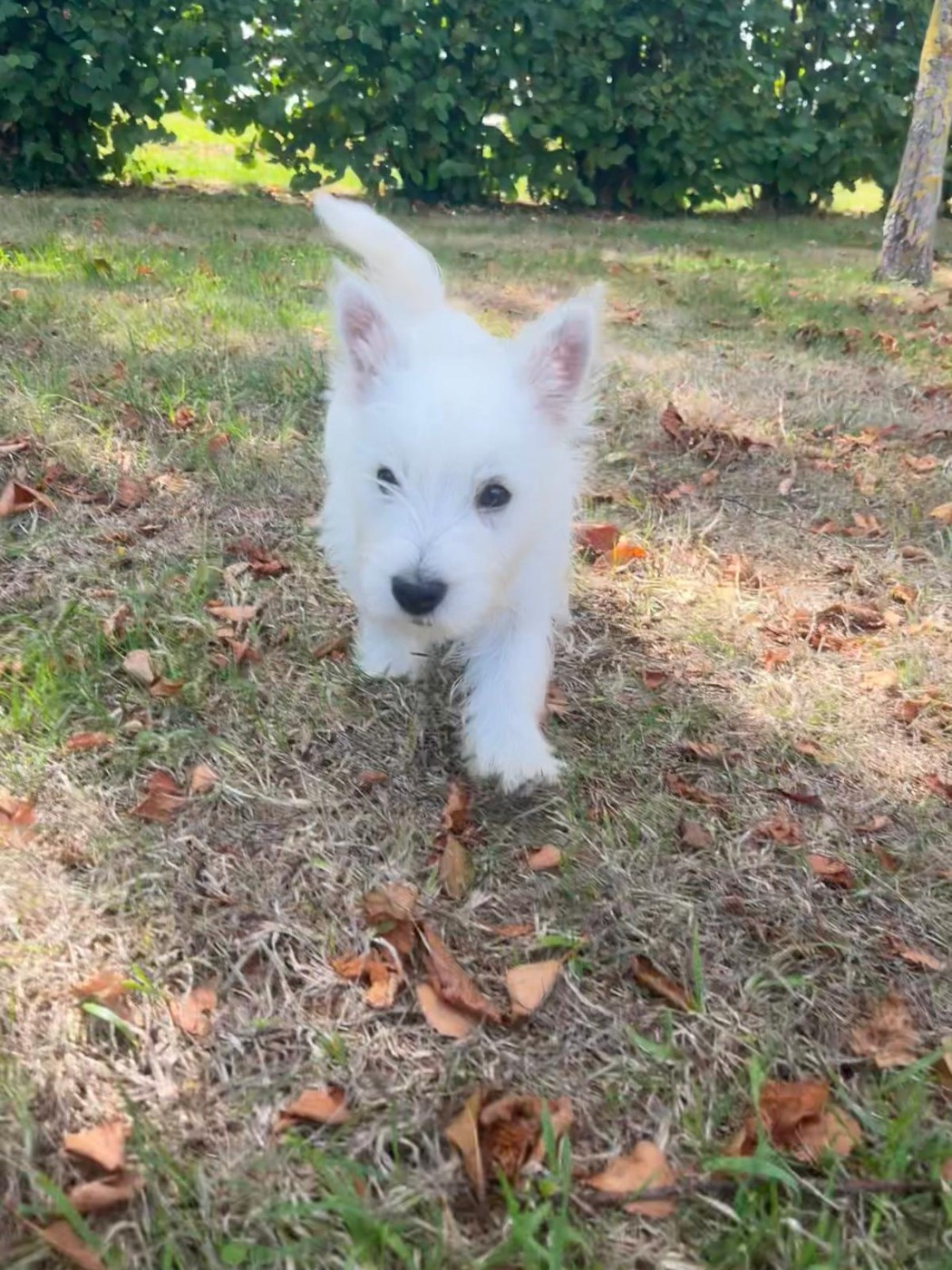 Des Sentiers du Perche - Chiots disponibles - West Highland White Terrier