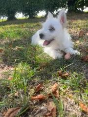 Des Sentiers du Perche - Chiots disponibles - West Highland White Terrier