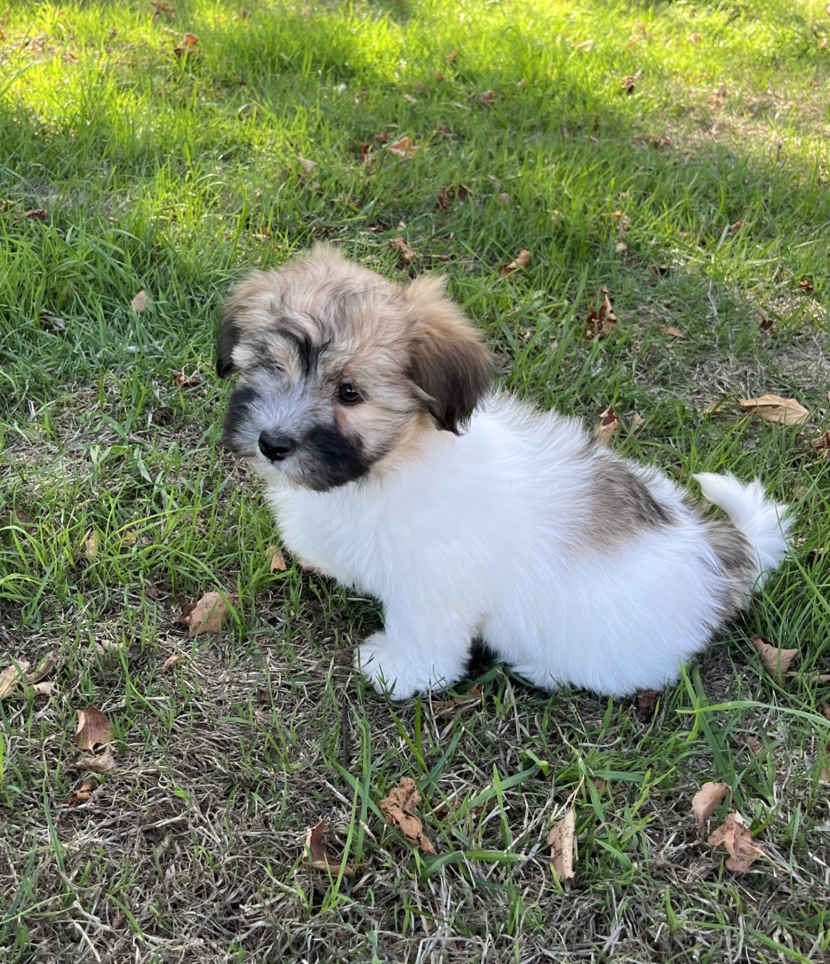 Des Sentiers du Perche - Coton de Tulear - Portée née le 11/07/2026