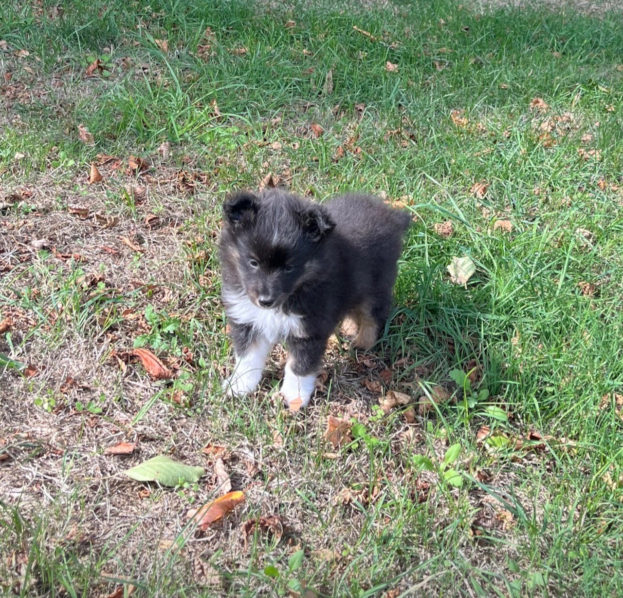 Chiot Shetland Sheepdog Des Sentiers du Perche