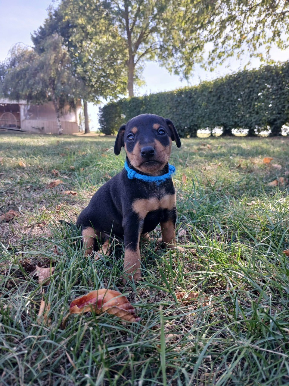 Des Sentiers du Perche - Chiots disponibles - Pinscher nain