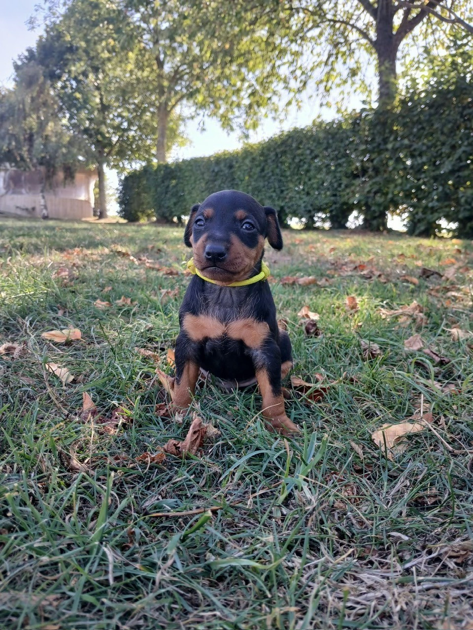 Des Sentiers du Perche - Chiots disponibles - Pinscher nain