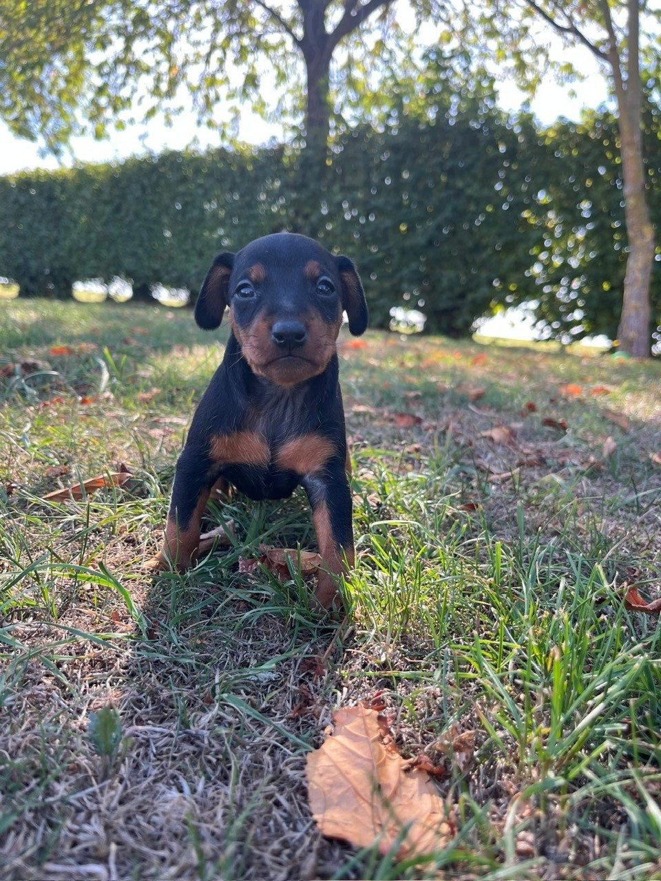 Des Sentiers du Perche - Chiots disponibles - Pinscher nain