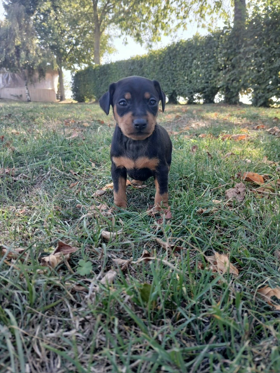 Des Sentiers du Perche - Chiots disponibles - Pinscher nain