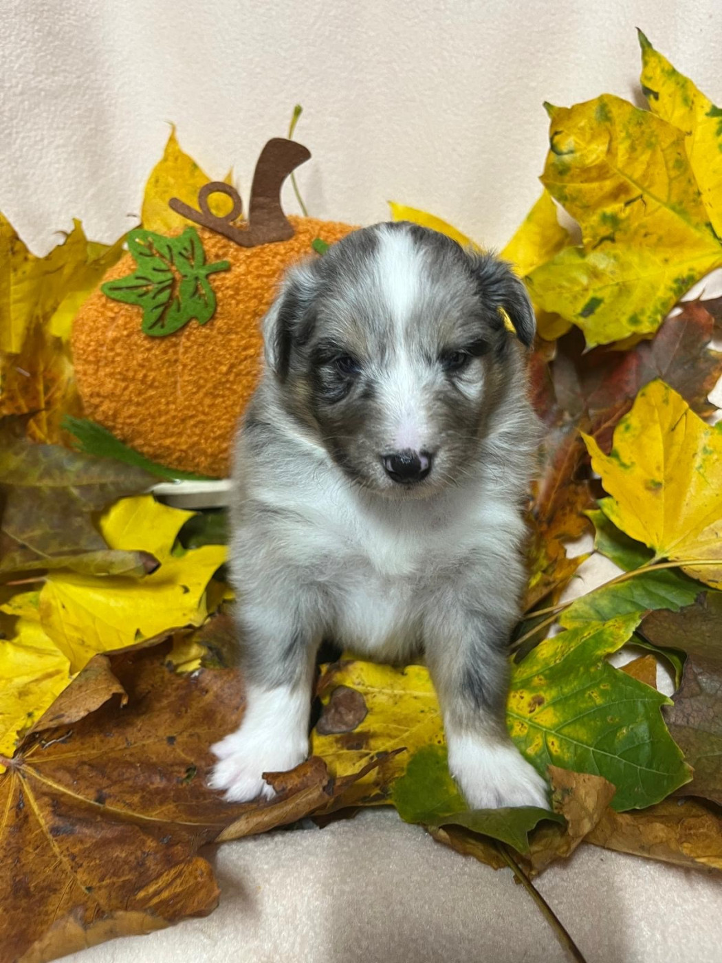 Des Sentiers du Perche - Chiots disponibles - Shetland Sheepdog