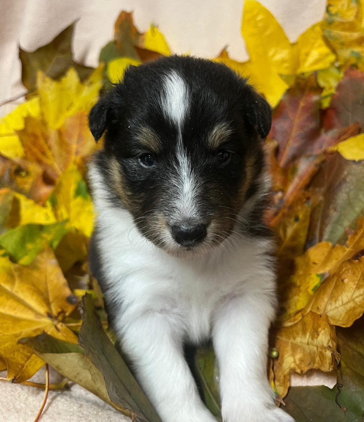 Des Sentiers du Perche - Chiots disponibles - Shetland Sheepdog