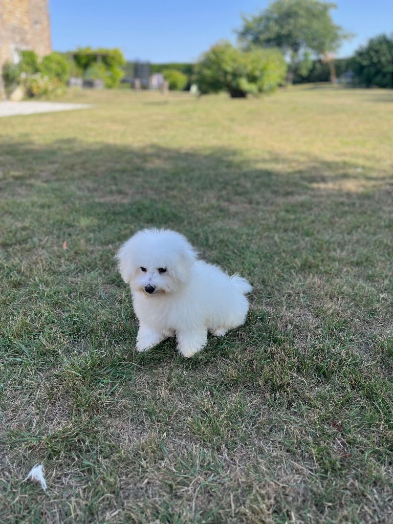 Des Sentiers du Perche - Chiots disponibles - Bichon Frise