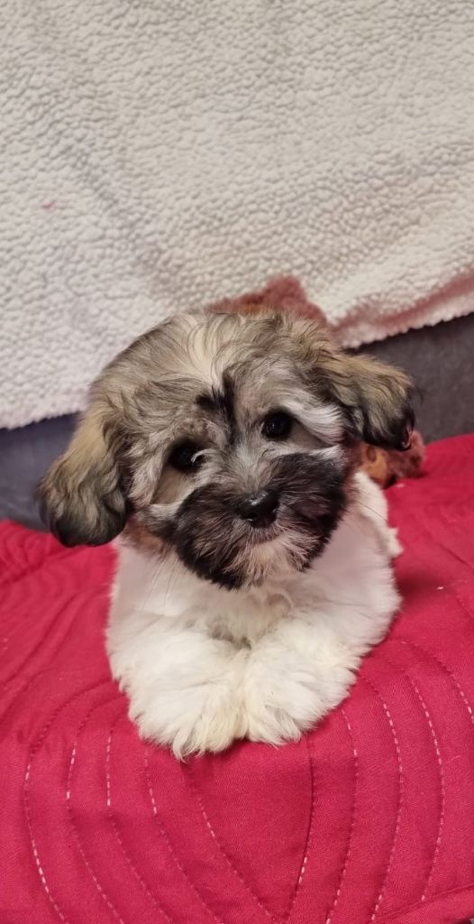Chiot Coton de Tulear Des Sentiers du Perche