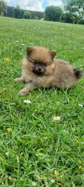 Des Sentiers du Perche - Chiots disponibles - Spitz allemand