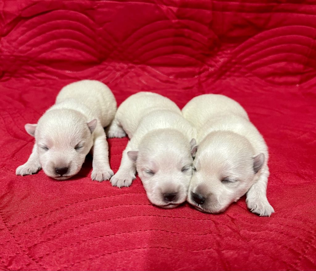 Chiot West Highland White Terrier Des Sentiers du Perche