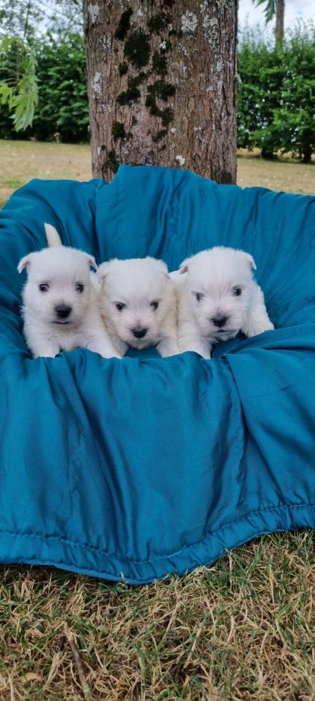Des Sentiers du Perche - Chiots disponibles - West Highland White Terrier