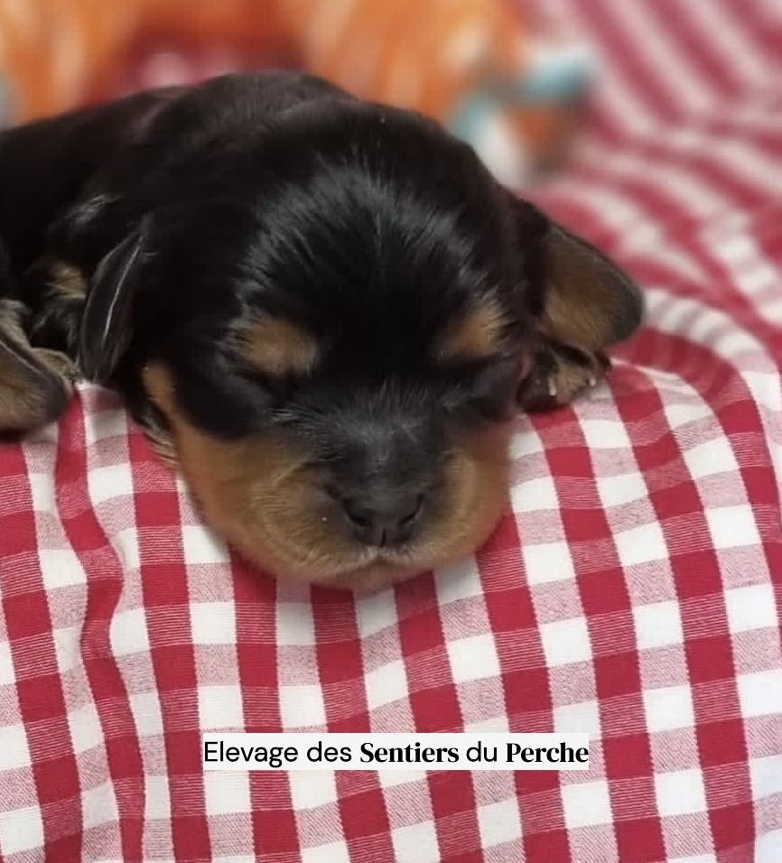 Des Sentiers du Perche - Chiots disponibles - Cavalier King Charles Spaniel