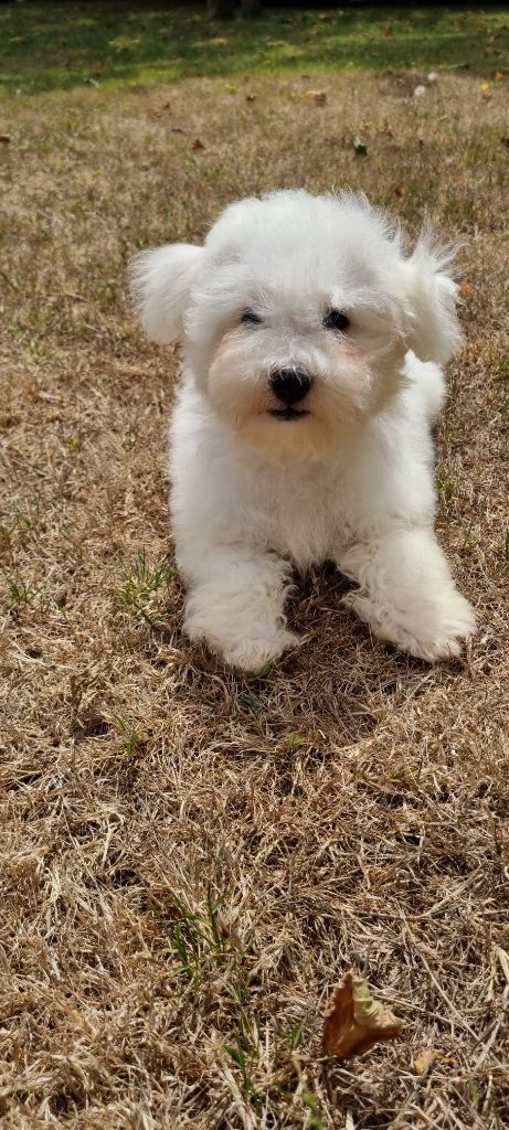 Des Sentiers du Perche - Chiots disponibles - Bichon Frise
