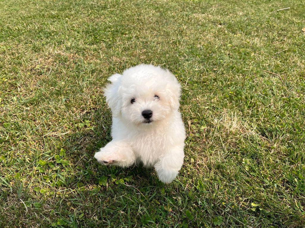 Des Sentiers du Perche - Chiots disponibles - Bichon Frise