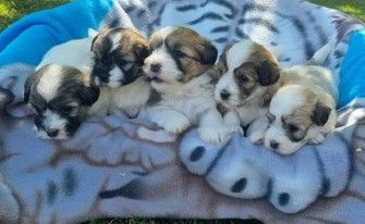 Des Sentiers du Perche - Chiots disponibles - Coton de Tulear