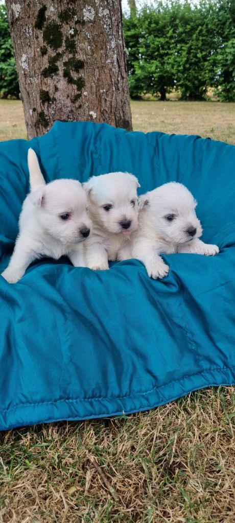 Des Sentiers du Perche - Chiots disponibles - West Highland White Terrier