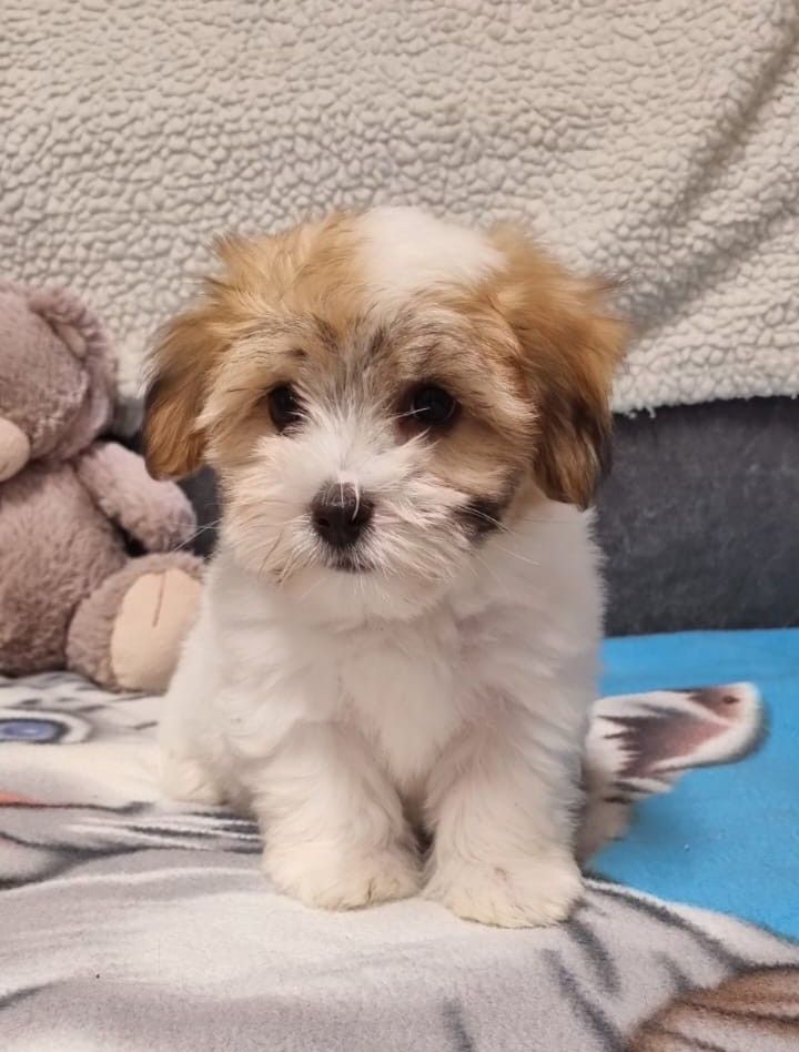 Des Sentiers du Perche - Chiots disponibles - Coton de Tulear