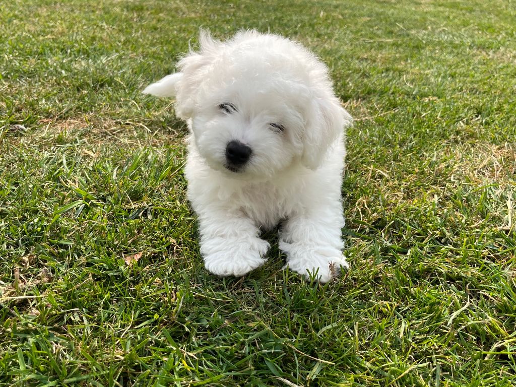 ANGELO (Nom provisoire)