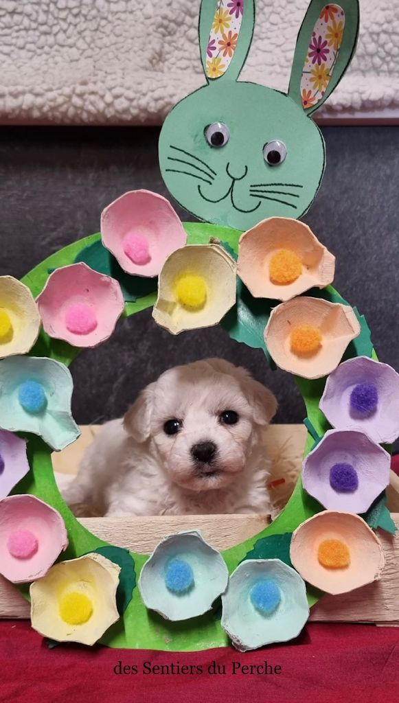 Chiot Bichon Frise Des Sentiers du Perche