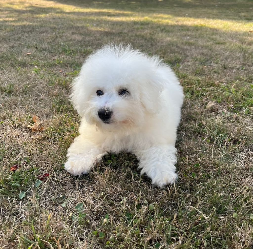 Des Sentiers du Perche - Chiots disponibles - Bichon Frise