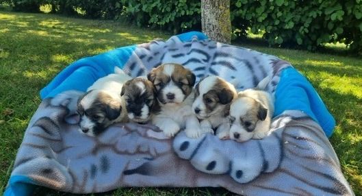 Des Sentiers du Perche - Chiots disponibles - Coton de Tulear