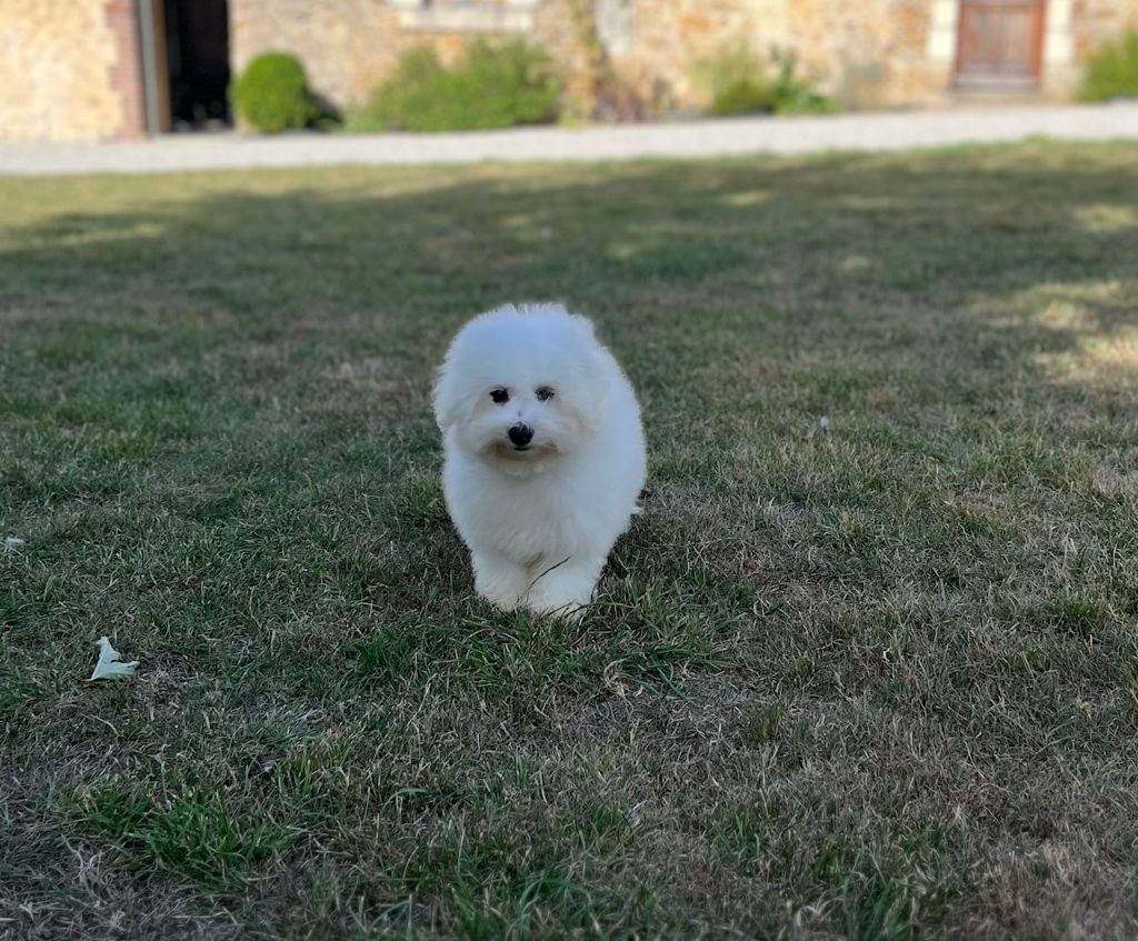 Des Sentiers du Perche - Chiots disponibles - Bichon Frise