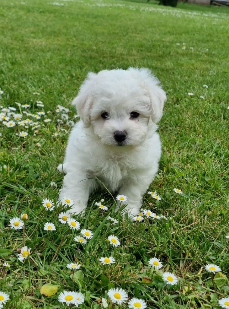 Des Sentiers du Perche - Chiots disponibles - Bichon Frise