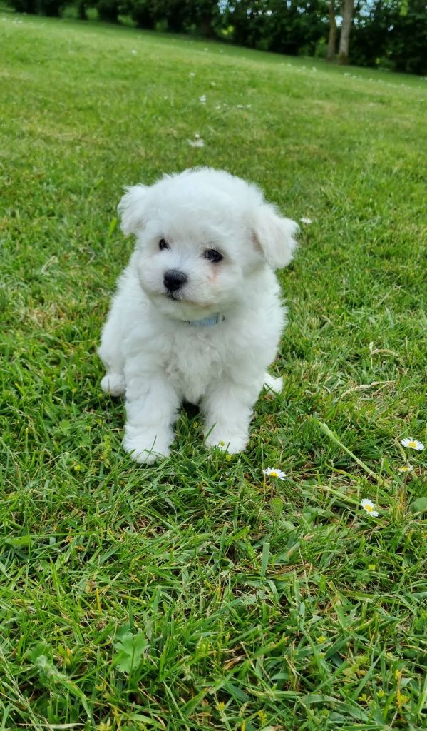 Des Sentiers du Perche - Chiots disponibles - Bichon Frise